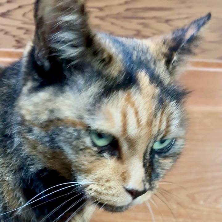 79ece312 0789 4d27 a518 522b2e7f311e 1759977721236