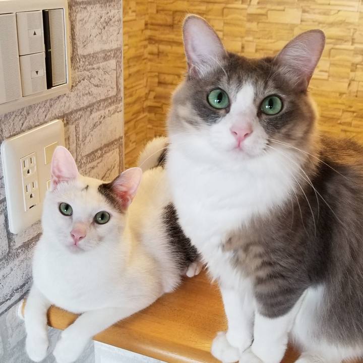 79f0219e 6531 4277 8742 22afe873717b 1534428599068