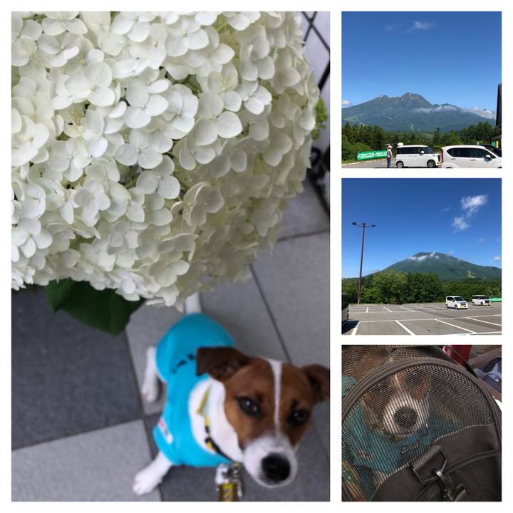 79f02676 a8de 4a58 944f 3e7d8887408d 1529199775814