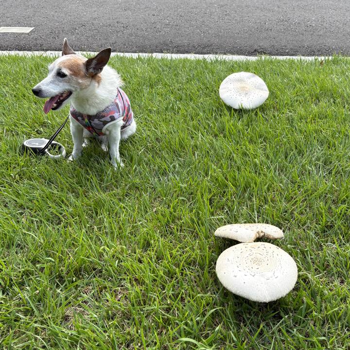 79f1db93 669a 4571 867e 69276cbe5a84 1759273661877