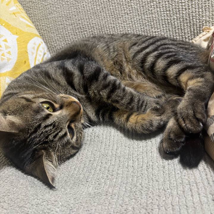 79f518c9 9628 4da2 8ba6 9073600eb2b1 1764811497458