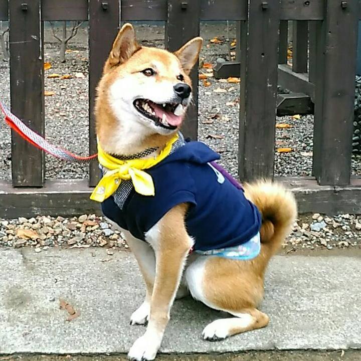 79f6fb4b dd95 45c4 8f86 1a21cce048e9 1538823007867