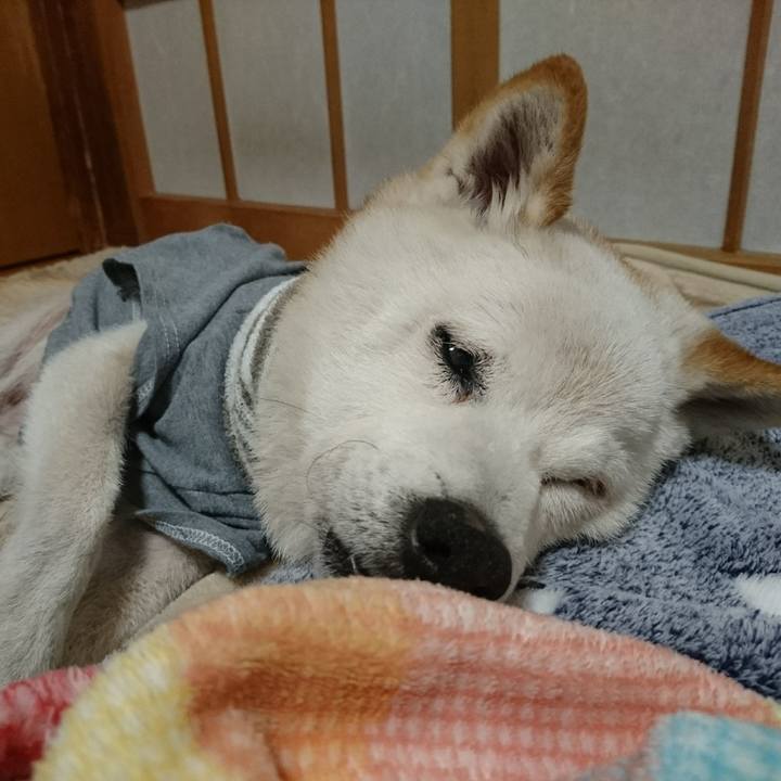 7a029522 194c 4133 939b eaf9e5a9f734 1512992416271