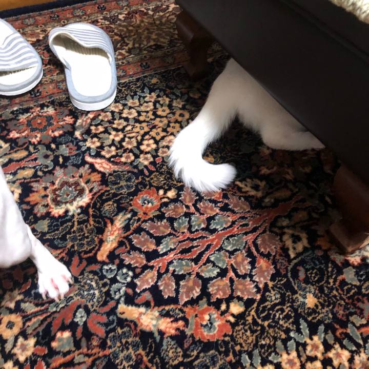 7a030154 67ae 48bc 9ce1 d764965763f8 1593437528989