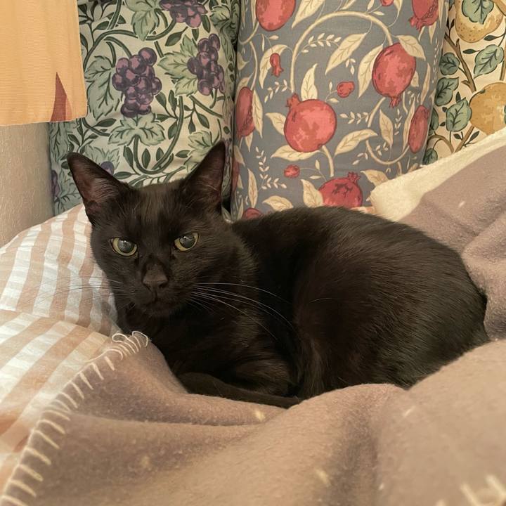 7a033f9d 5d29 4c0c ae64 91b07bcd3645 1763262226121