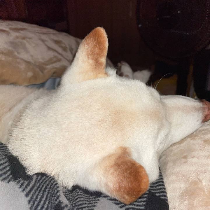 7a03c1a9 f70e 4298 9bd1 da4f293b670e 1635219589426