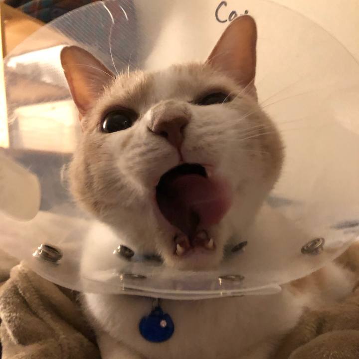 7a077f71 5e93 46d7 9072 8df91a517a00 1550493865763