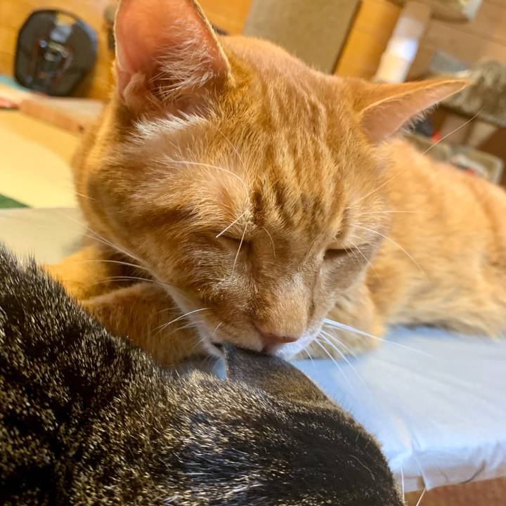 7a09119a 6b3a 4bcf bbd8 b5a09dc96db9 1599889065090