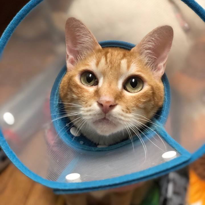 7a0954c8 92b0 4ec8 8ccf ba998cea9fc2 1530893269754