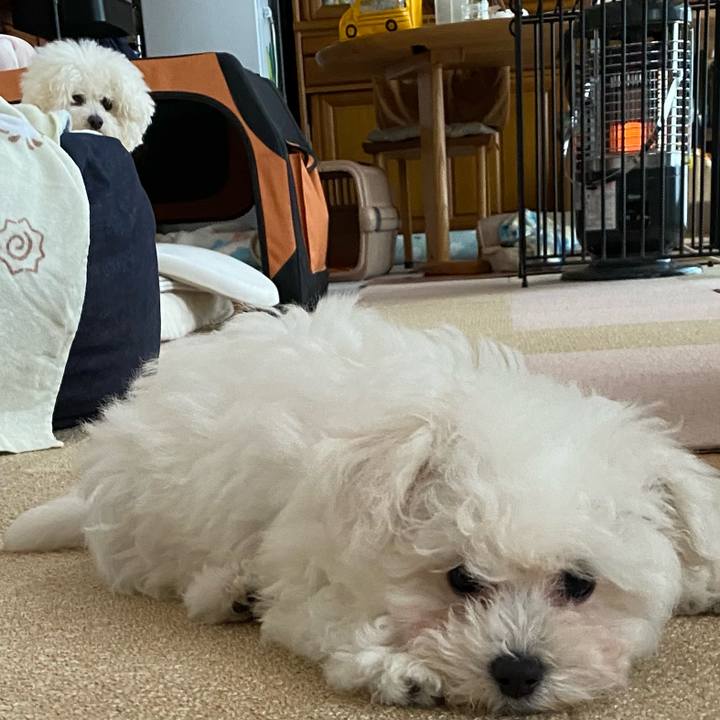 7a0b2f8a ecbc 45bd affb 4c79633af22c 1742173363391