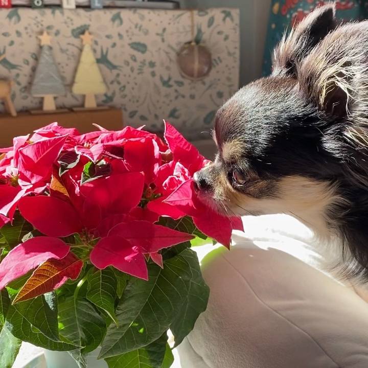 7a0bb246 3b06 4ed0 99e4 21a5f28d57f2 1639185035998