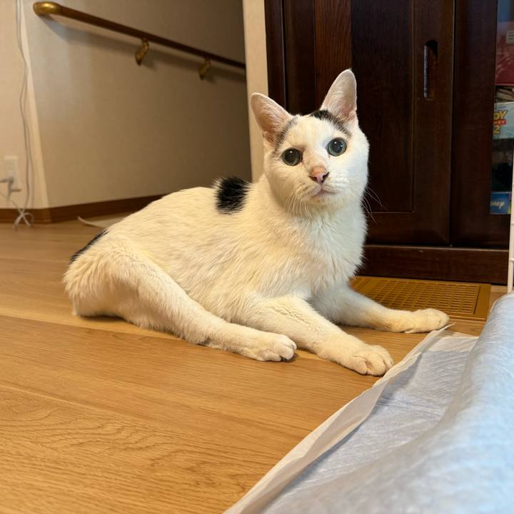 7a0e1da6 e9e6 4e7d 8219 92554cea0c5a 1762230560135