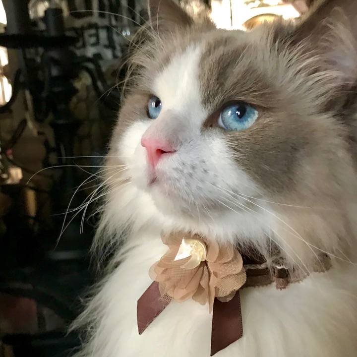 7a0f626d 5e65 4b94 8639 524689467c56 1597481003363