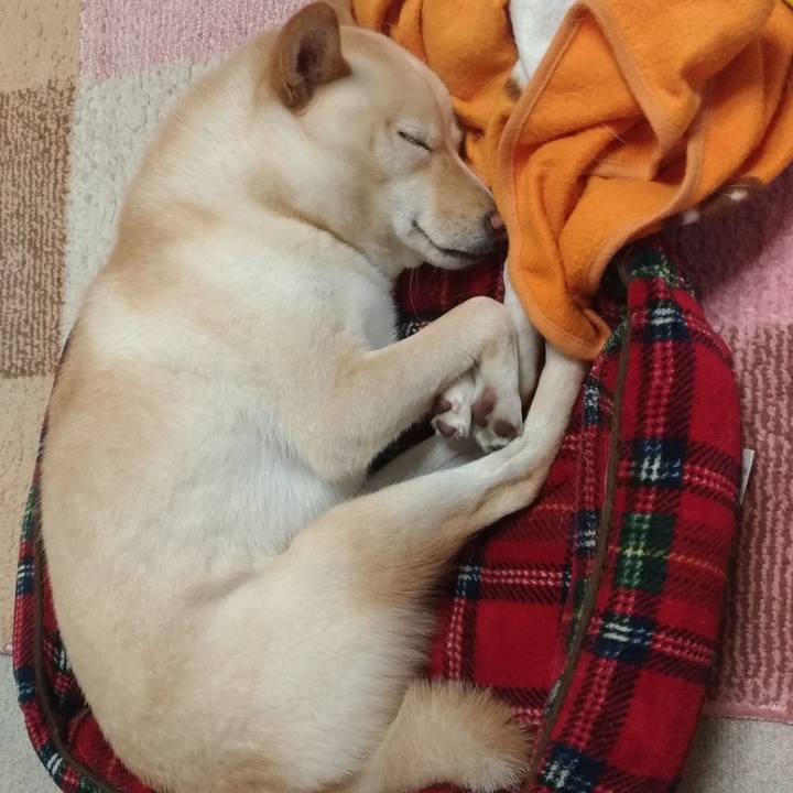 7a108e31 b70f 484a ae96 a2a4533e2509 1541161786947