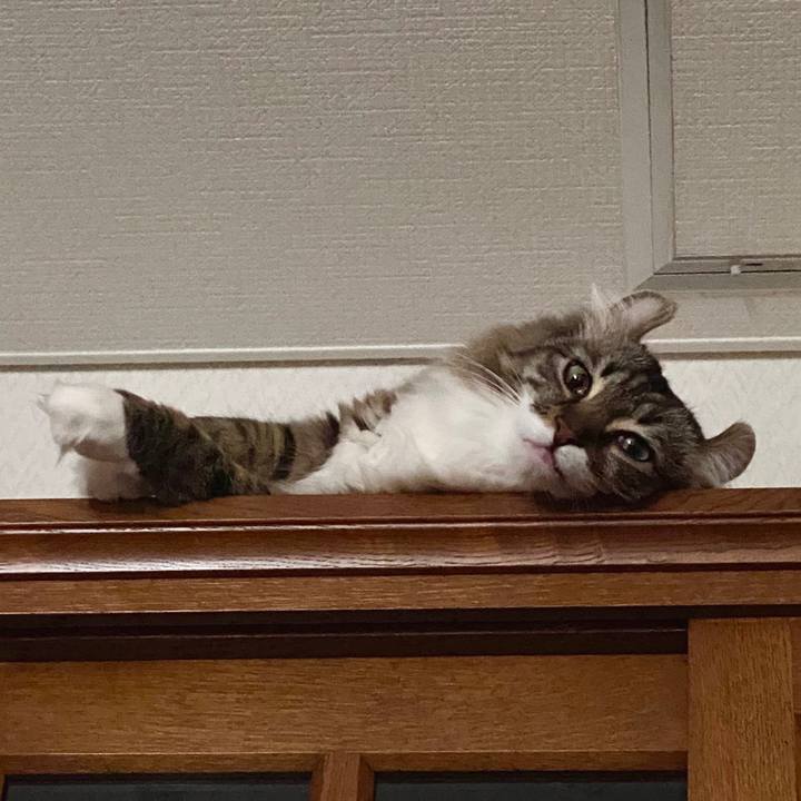 7a10dc71 e787 449d b376 48a0eadd0b13 1588219091993