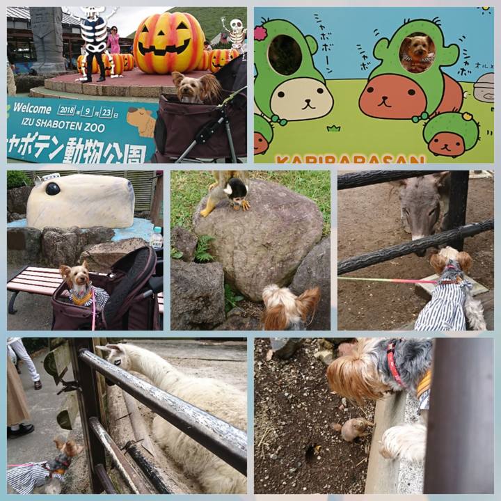 7a111e19 f160 46b1 8e4e b5243d9301b8 1537696315559