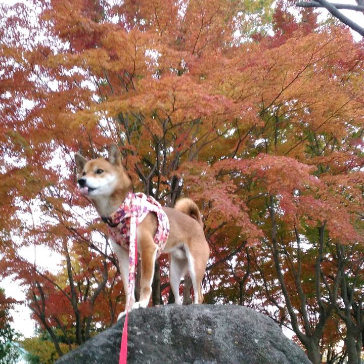 7a1a045b 4a17 474c a773 dab94a84711e 1511336481624