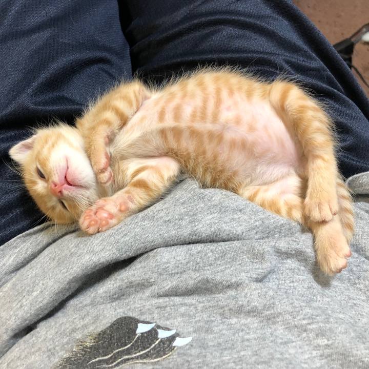 7a1b745a 3a8d 40e9 bf6a d205432dbb90 1559656283516