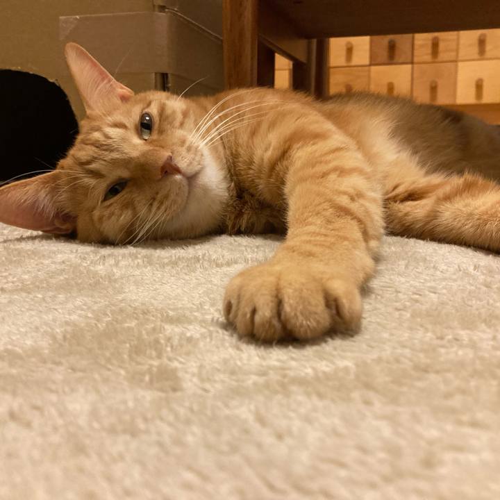 7a1ea336 e397 4542 8427 0ad7da900007 1765079022261