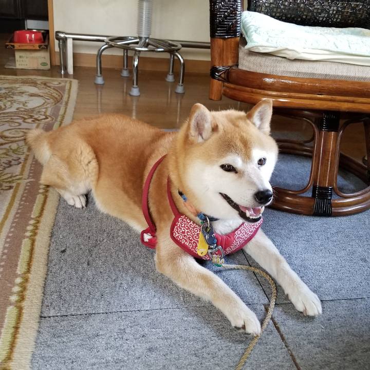 7a21887a 29b6 41f0 97e6 3fef385eae60 1561533315143