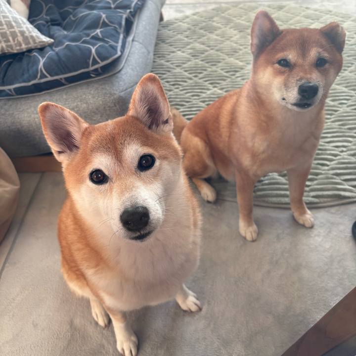 7a227550 0a8c 4d56 8305 3a62e511a941 1763186346477