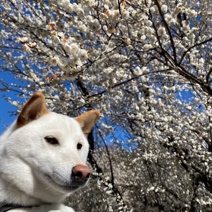 7a249d76 a90d 4337 b157 9147796ca0b3 1582594285191