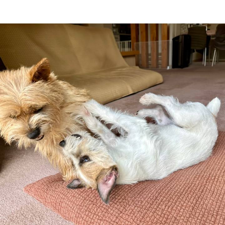 7a262013 0c74 41b3 a42d 596504f77f48 1748845088071