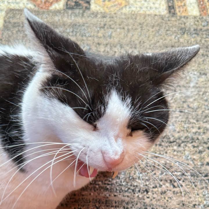 7a2768d6 5ea9 4154 9397 ae33b5198117 1745029522102