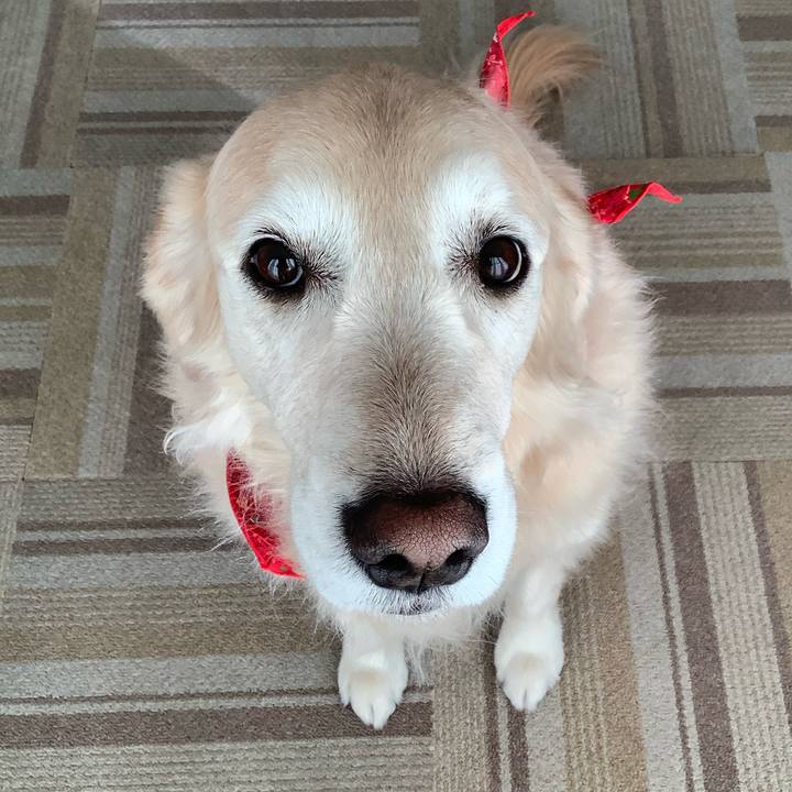 7a27de12 6a63 4a71 85a8 ae2fe802b3d2 1576798989639