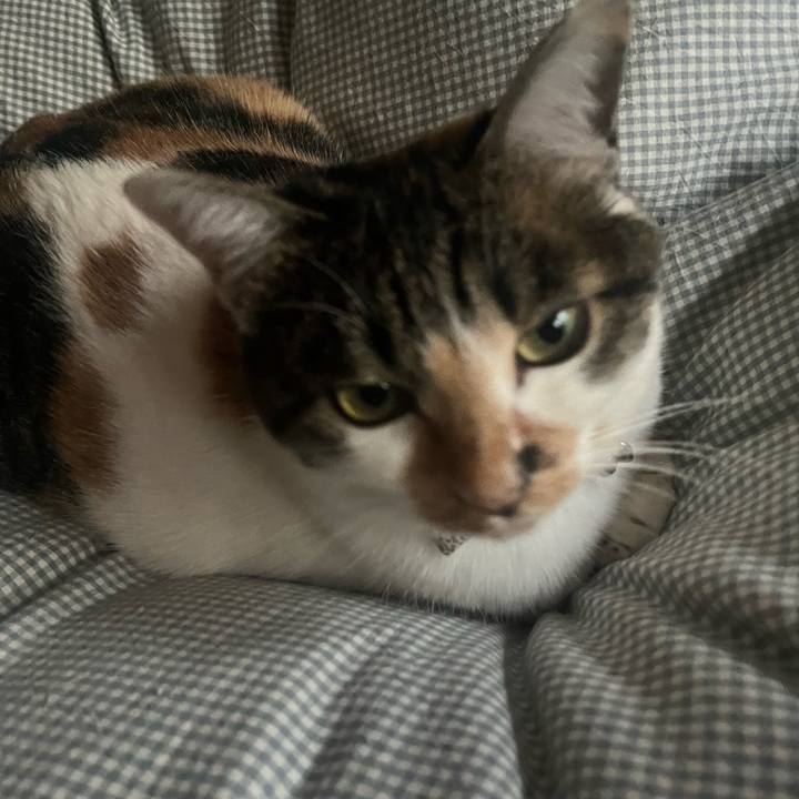 7a28e9b4 4f3d 4645 a43b 39d6a78ea0f0 1766357888742