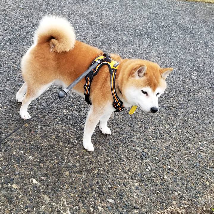 7a2a61fe bf7e 491b 85a2 2f98790a9267 1604729428012