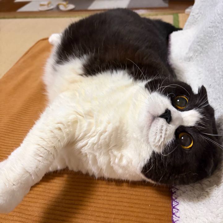 7a2acca5 a4cc 403e b4b2 7c0b8350d81f 1766551616728