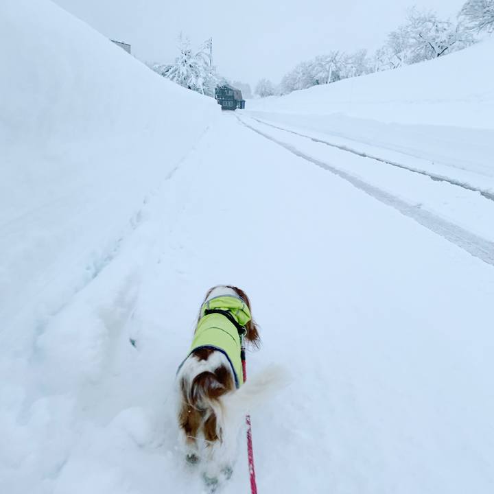 7a2c3af7 b057 4c98 b525 ee99517d80eb 1608502721401