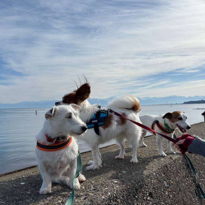 7a2dd607 9bd2 44dd b826 93be2e3267bc 1763870852789