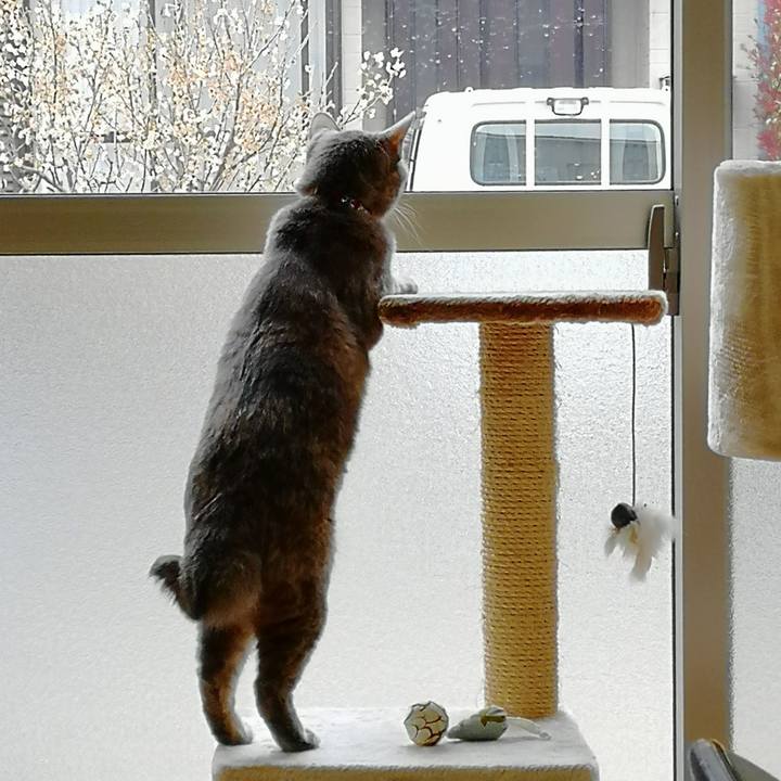 7a326cef 078b 476f 9fec e3294fd84ace 1553067471357