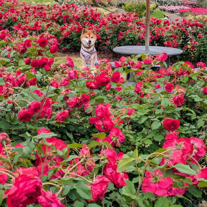 7a342af8 2bfe 40f8 ba84 962db3d84015 1748497897752