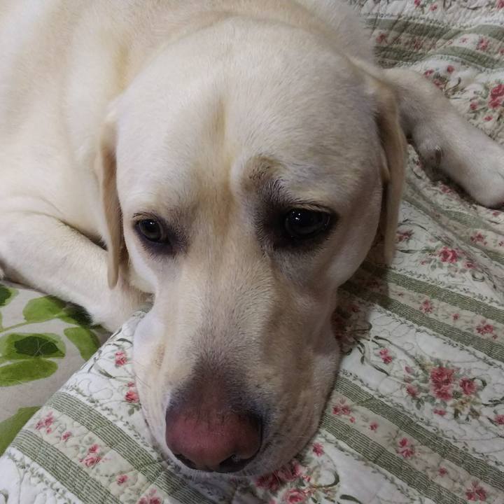 7a3750ed 15d2 42cc b95f 617943e556c0 1529741336949