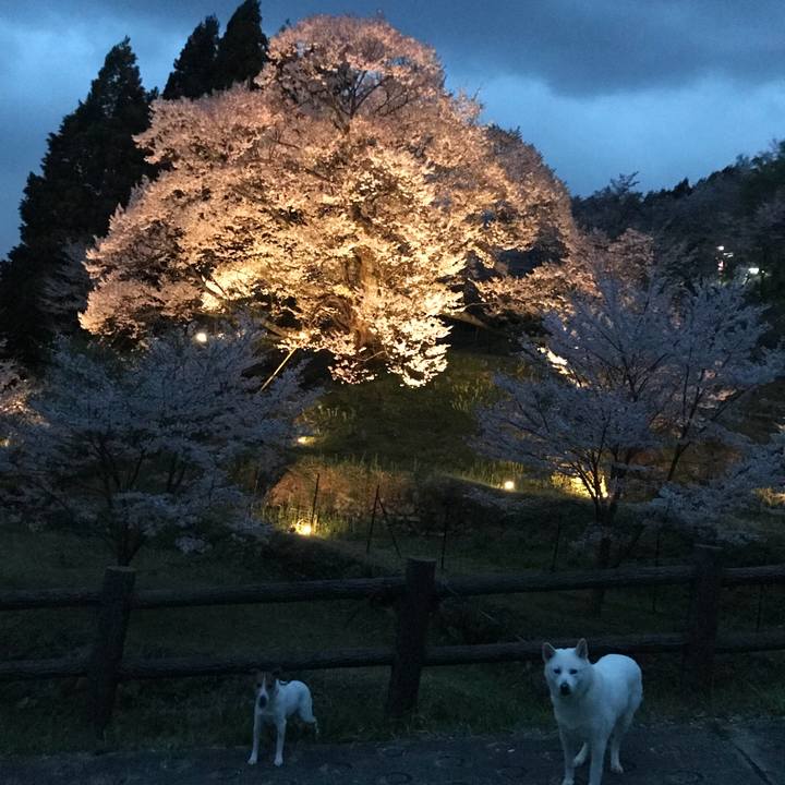 7a376854 bd58 41e6 8f5a af7876aeae9b 1523098918884