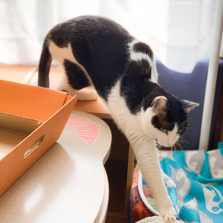 7a3b43d3 a252 417b bbef 02cd4a243348 1592360617762