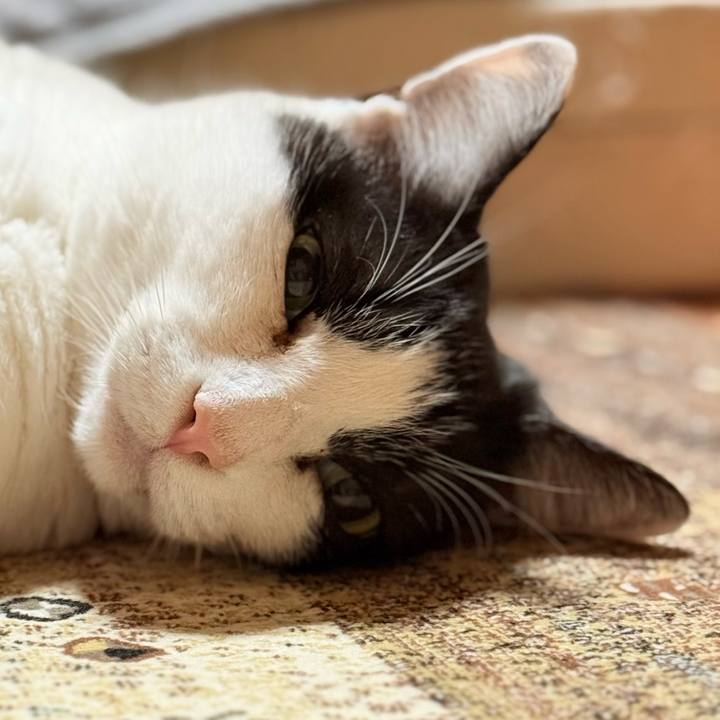 7a3c9603 a0ea 490c bea1 5d00f38ded59 1766455174675