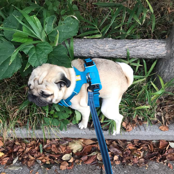 7a3e9061 e066 479e b96a 274cbb296021 1572345846001