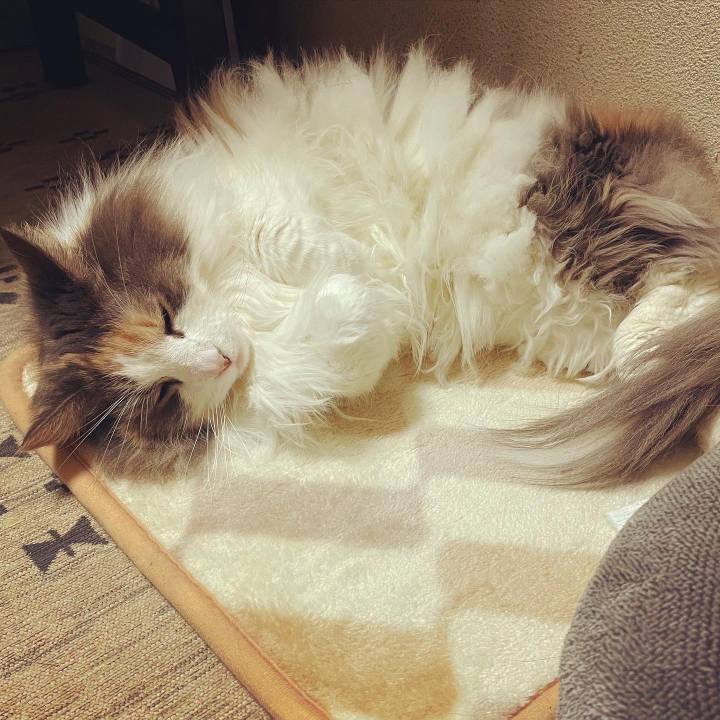 7a402bee d827 45e6 9194 01079a589989 1670673492424