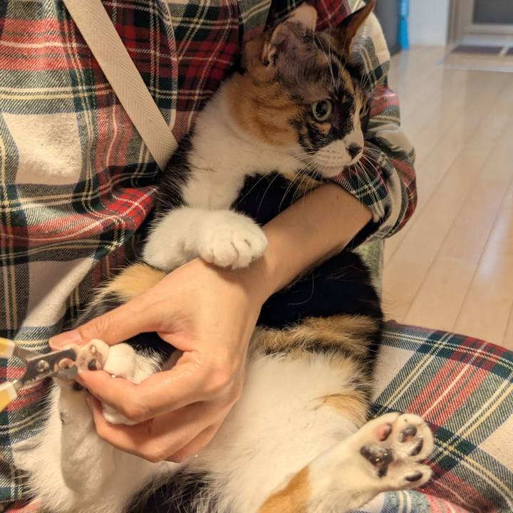 7a434b0a 722b 4318 b52b 335672d7759e 1762241646229