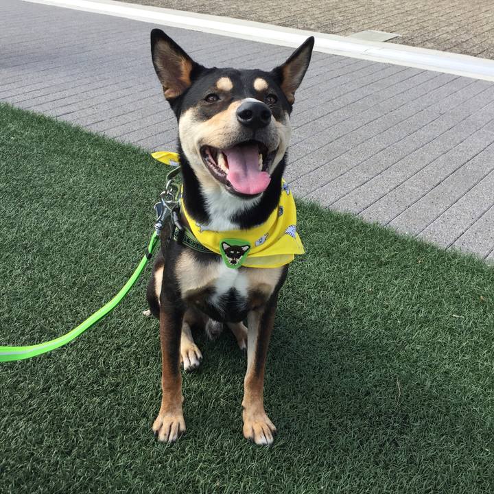 7a4b0f74 e7ae 47e0 9442 205ced0e3149 1541855619636