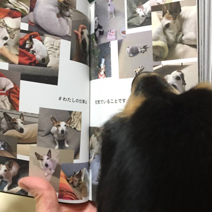 7a4c4250 6d55 42e9 9a61 da434d1ea832 1514292295896