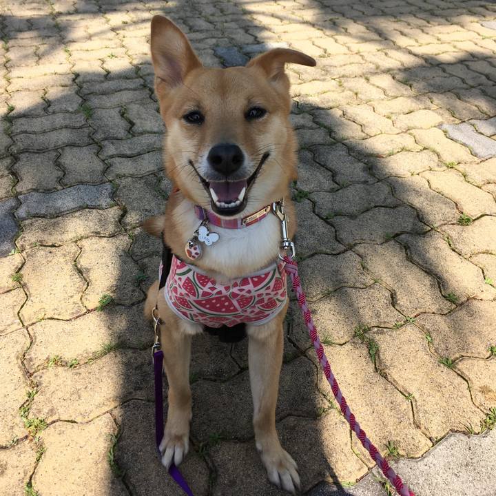 7a4ccaa4 70e0 4107 a758 f194e29ca12e 1525999750830