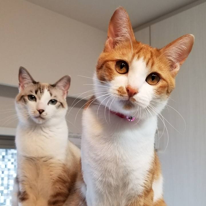 7a4d7e9b b689 434c 9985 0439cc1f2ac9 1521520262232