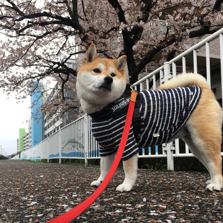 7a528f7d c5bc 4fe2 94c0 09ae46c59772 1585467160953