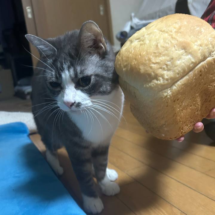 7a53915d e809 4dba b624 5c874a38887e 1762229088530