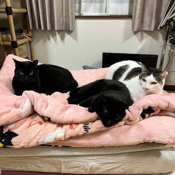 7a54cade 8a34 46b9 ab4c dd626ca13f4b 1702009846928